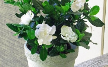 Gardenia - condiții de creștere, îngrijire