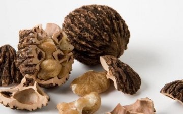 Jak vybrat a uložit černé ořechy?