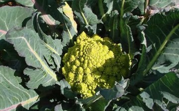 Growing Romanesco cabbage at home
