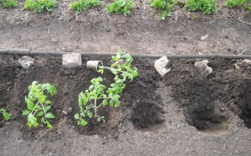 A palánták talajba ültetésének feltételei és szabályai