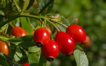How to grow a rosehip in a summer cottage