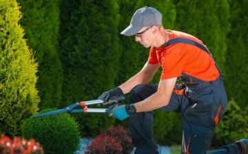 Topiary Care Tips