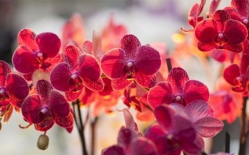 Biološka građa orhideje