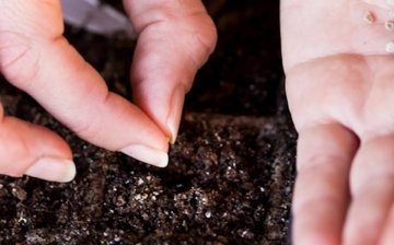 Termeni și reguli pentru plantarea semințelor de roșii pentru răsaduri