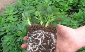 Terms and rules for transplanting seedlings into the ground