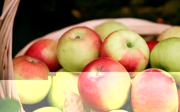 Winter varieties of apple trees for the Moscow region