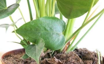 Plantarea și transplantul de anthurium