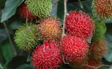Features of the structure of rambutan