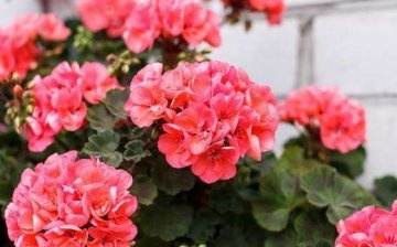 Do geraniums need pruning and why?