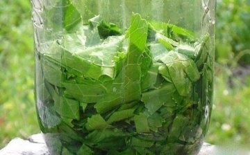 The use of horseradish leaves in medicine