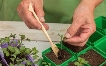 Uzgoj sadnica kupusa