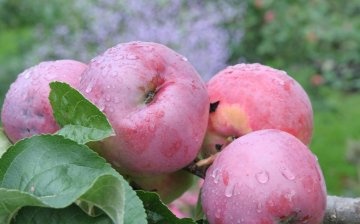 Odrůda Apple Orlik