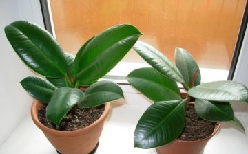 The composition and benefits of ficus