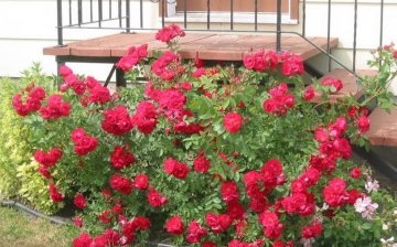 Caracteristicile îngrijirii trandafirilor