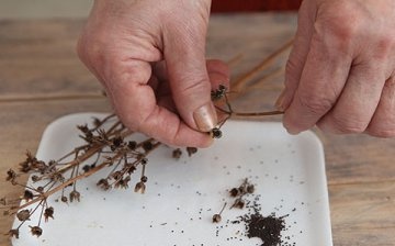 Propagace pupalky dvouleté pomocí semen
