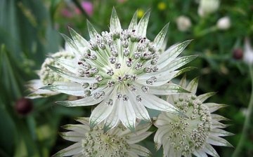 Astrantia is large