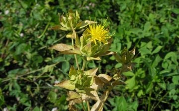Safflower diseases and pests