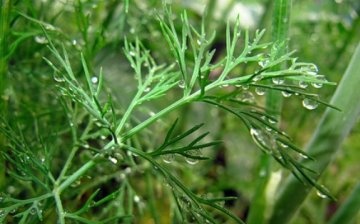 Features of planting dill