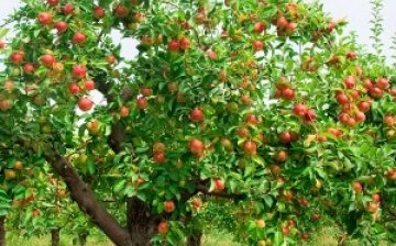 تشكيل تاج شجرة التفاح