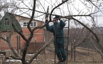 Pruning older apple trees for rejuvenation
