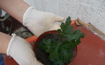 Reprodukce chryzantém