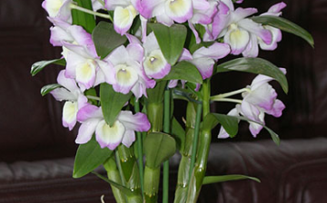 Dendrobium orchidej