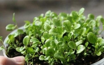 Growing lobelia with seeds