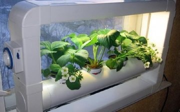 Types of hydroponic plants