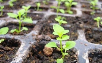 Pěstování ze semen