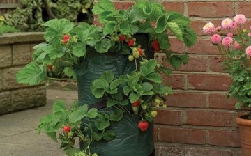 Berry plant care