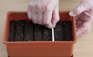 Metode sadnje sjemena za sadnice