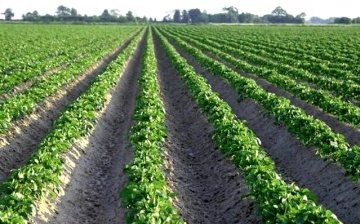 Holandská metoda pěstování brambor