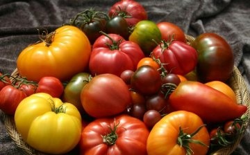 Najbolje sorte rajčice