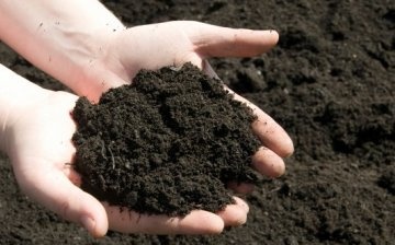 Soil disinfection