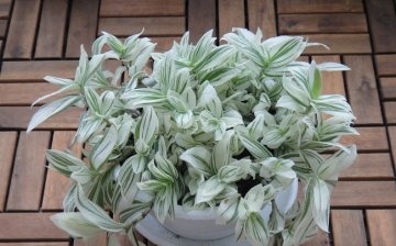Tradescantia white-flowered