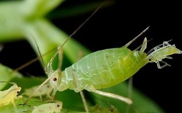 How do aphids appear at home?