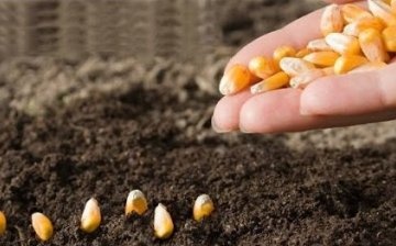 Sadnja sjemena kukuruza u tlo