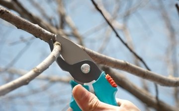 How and when to prune