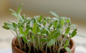 Recommendations for the care of tomato seedlings