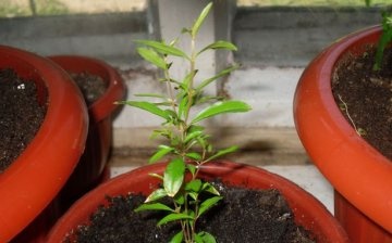 Growing indoor pomegranate from cuttings