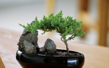 Hogyan lehet fát nevelni miniatűrben otthon