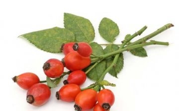 Reproduction of rose hips for transplant