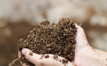 انخفاض حموضة التربة: كيفية زيادتها
