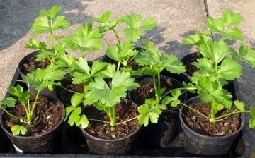Growing seedlings of an odorous plant