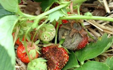 Boli și dăunători de căpșuni, lupta împotriva lor