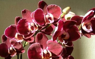 Orchideák gondozása