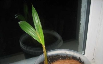 Uvjeti i pravila za sadnju stabla kokosa
