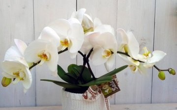 Phalaenopsis bijela