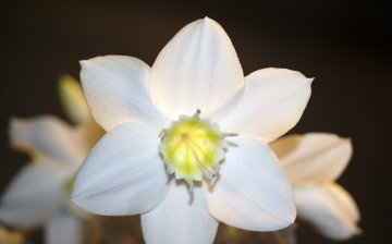 Eucharis - amazóniai liliom
