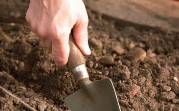 Pregătirea solului și materialul săditor pentru plantare